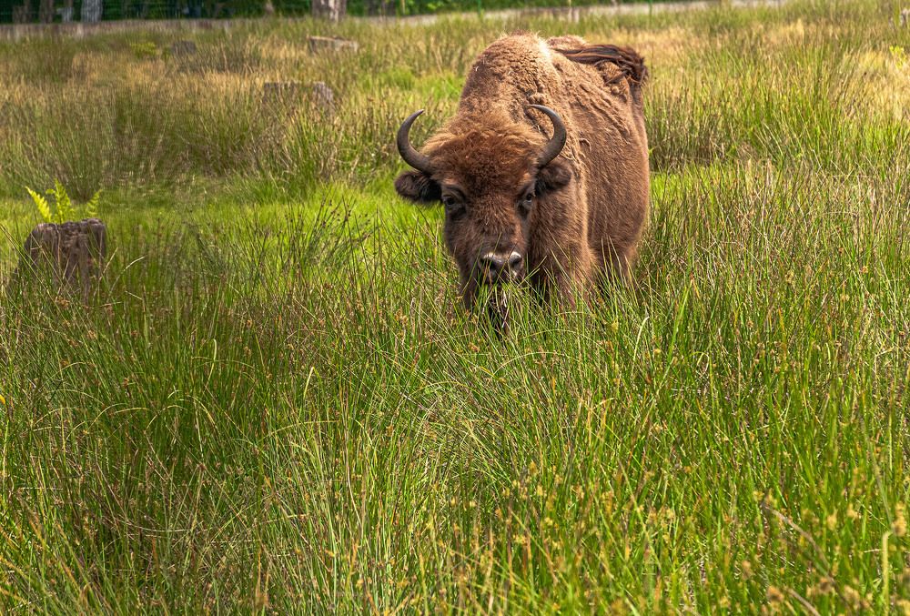 Photograph by Vladimir  Komarov