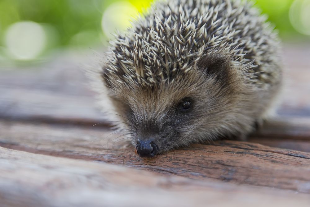 Photograph by Татьяна Феденкова