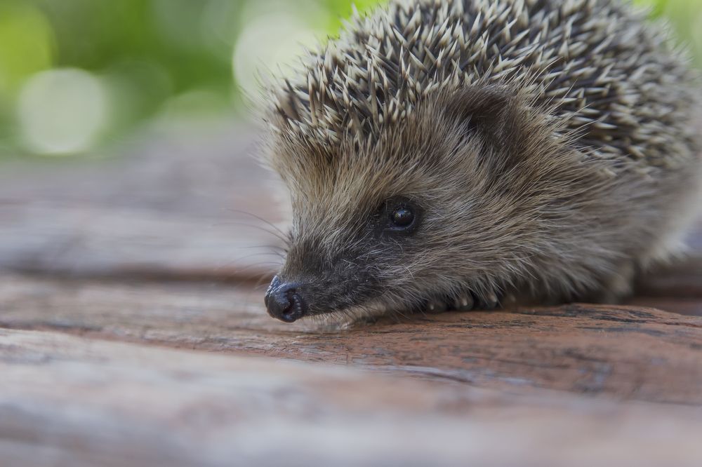 Photograph by Татьяна Феденкова