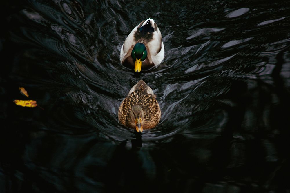 Photograph by Полина Музыченко