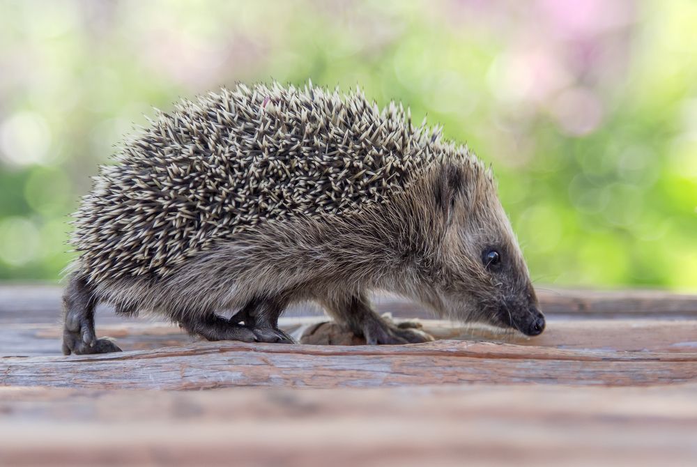 Photograph by Татьяна Феденкова