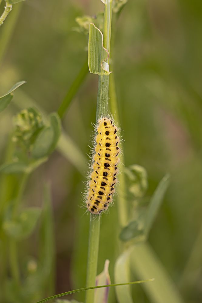 Photograph by Бурикова Екатерина