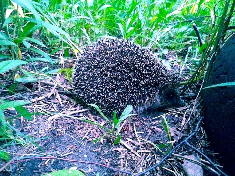 Photograph by Инна Голубева