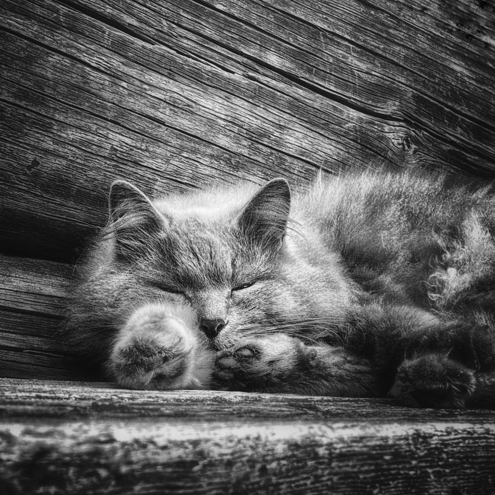 Фотография автора Евгения Никишина