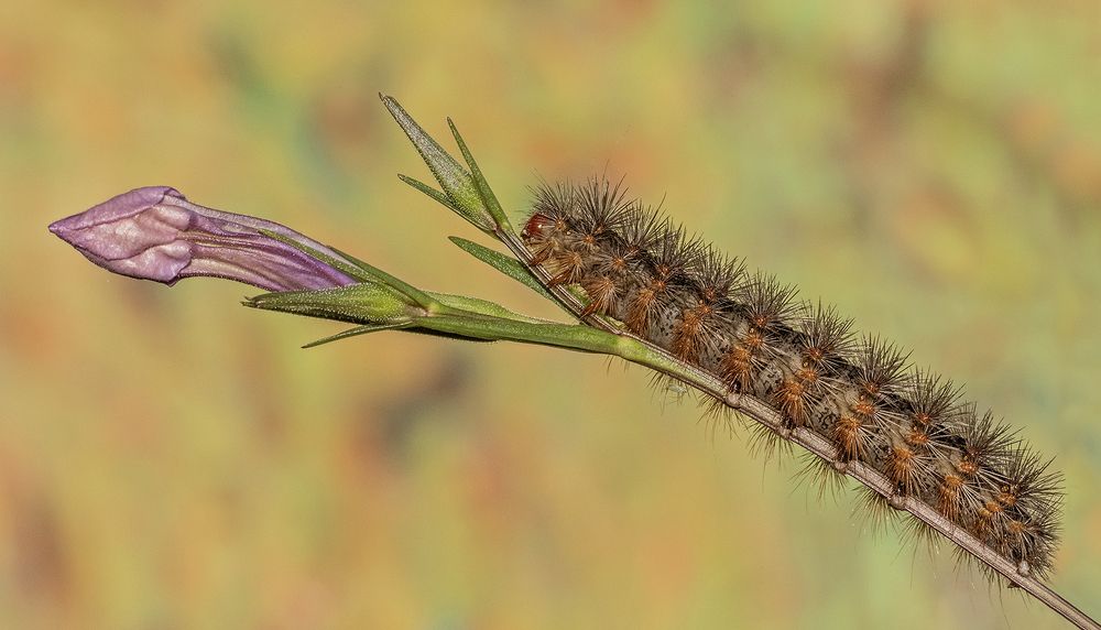 Photograph by Mario Fiorucci