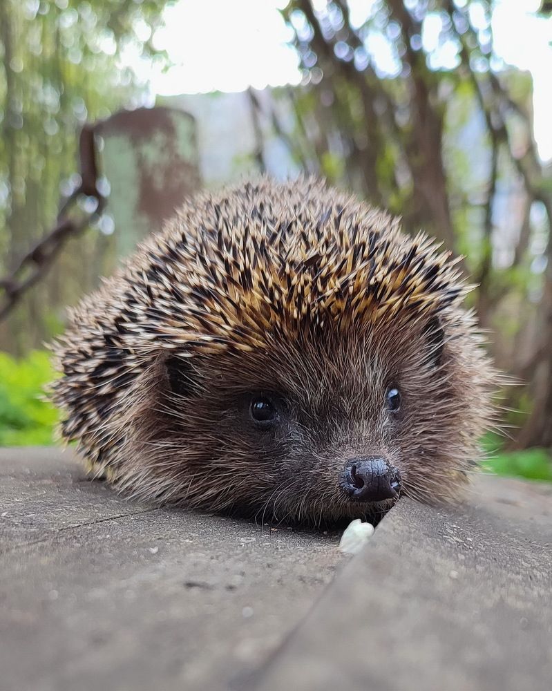 Photograph by Елена Луконина