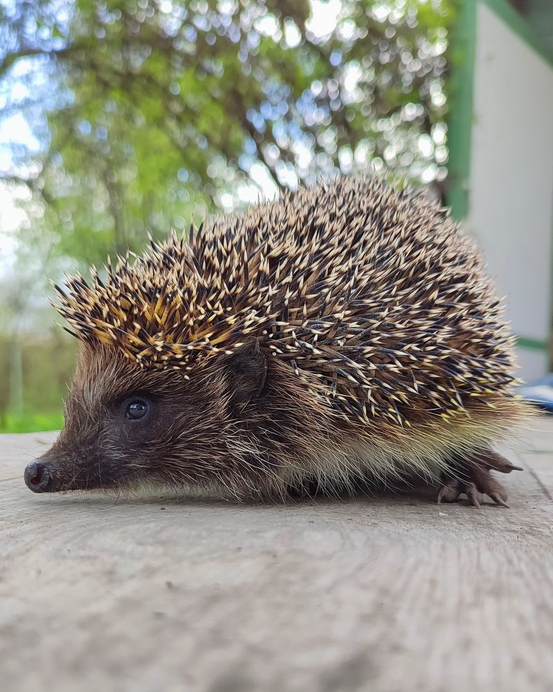 Photograph by Елена Луконина