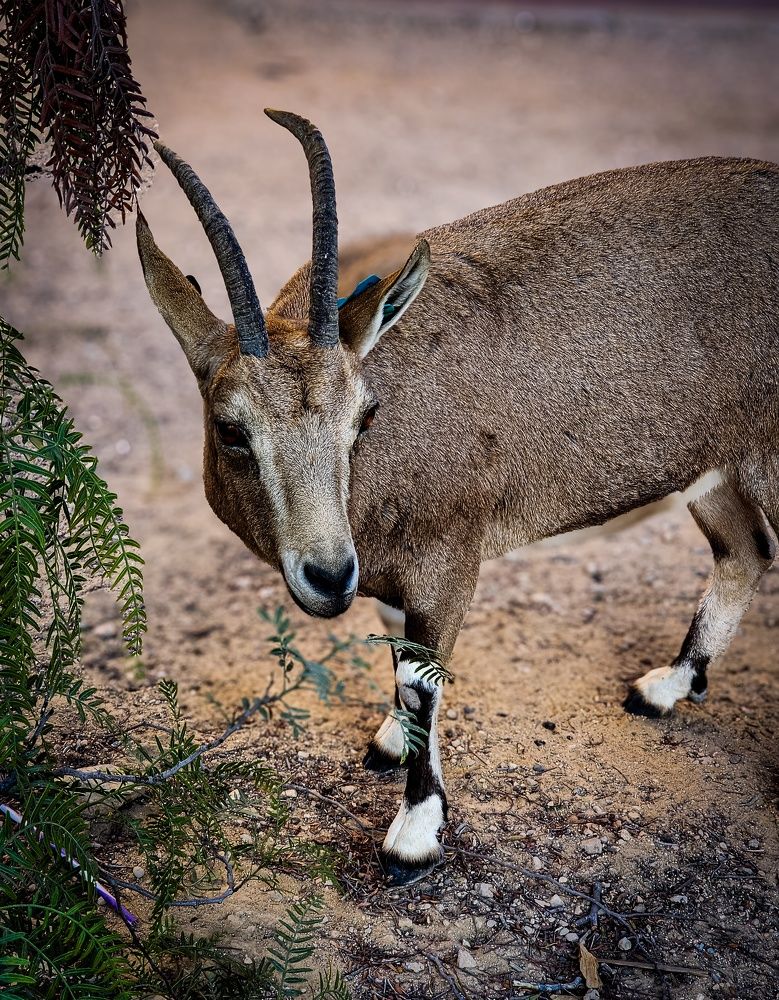 Фотография автора Galina Israilov