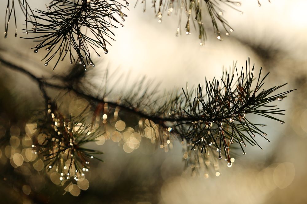 Photograph by Унку Юрий