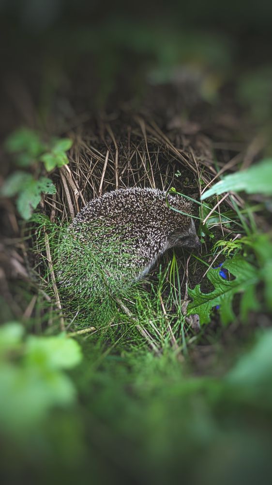 Photograph by Анечка Машенькина