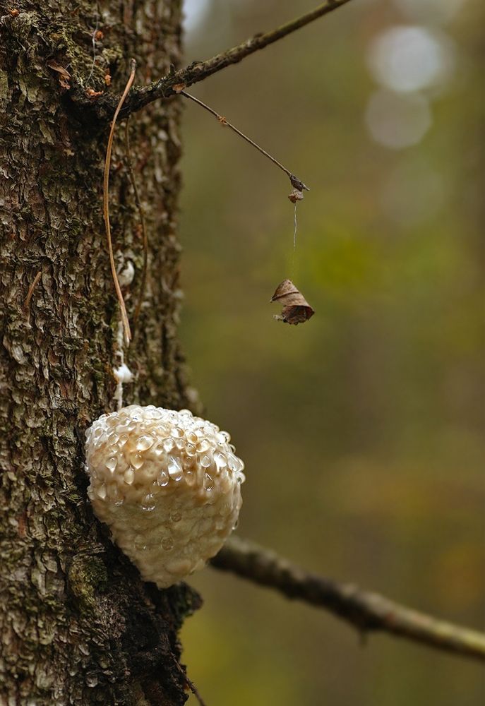 Photograph by Заболотская Ольга