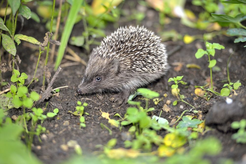 Фотография автора Сергей Чесноков