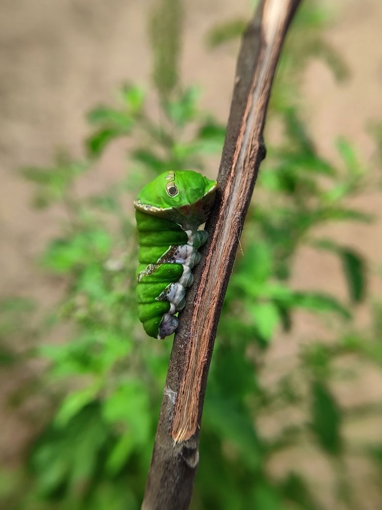 Photograph by Sourav pramanik