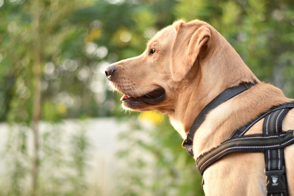 Photograph by Seenu Vasan