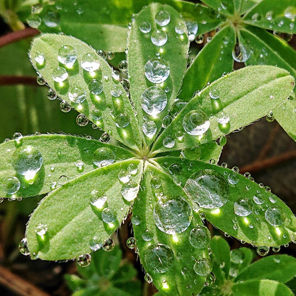 Роса на Люпинах ...