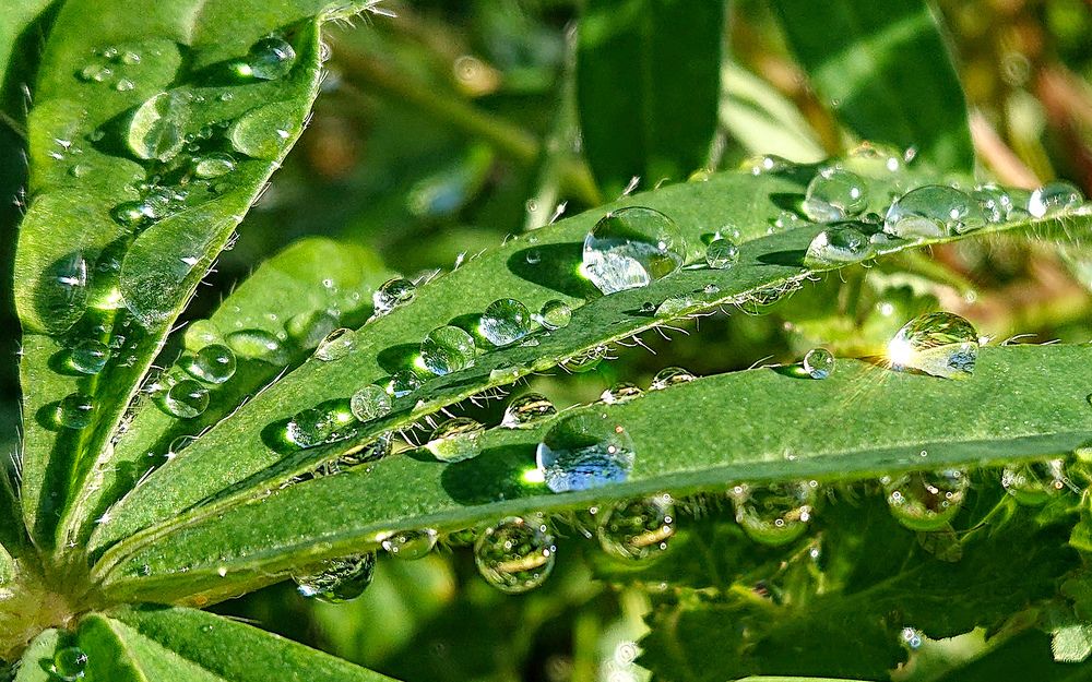 После дождя...