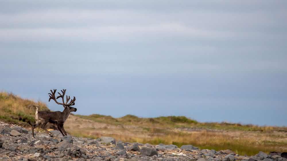 Фотография автора Boris Konovalov