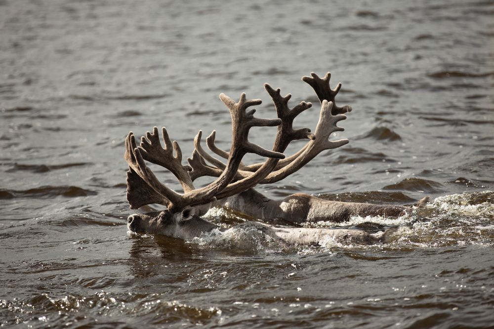 Фотография автора Boris Konovalov