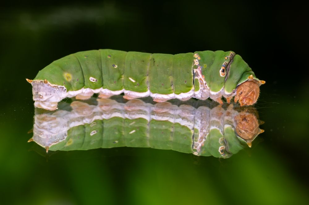 Photograph by Mehedi Hasan Shawan