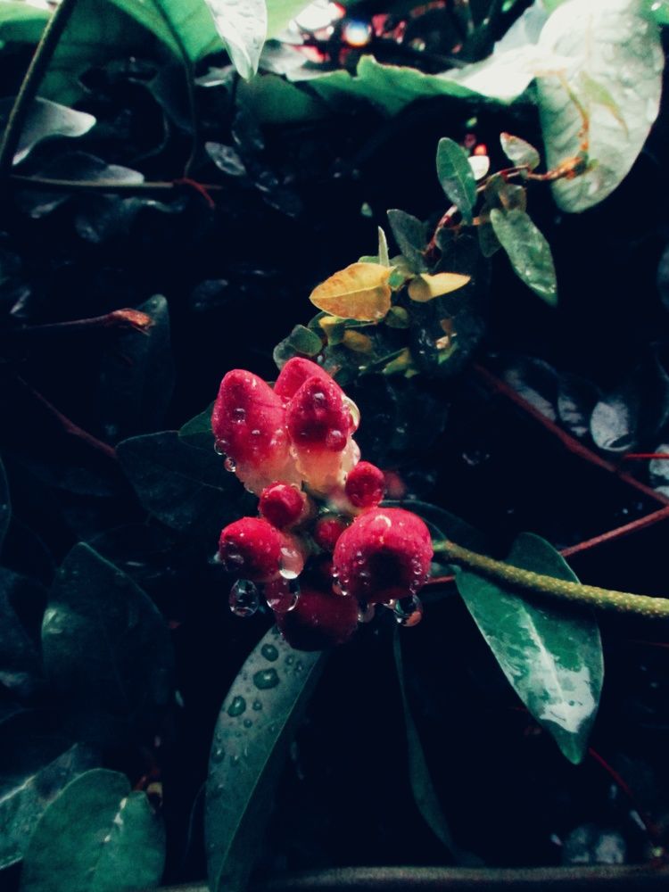 Фотография автора Biplab Bhuia