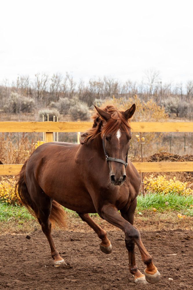 Hanoverian mare born in 2018