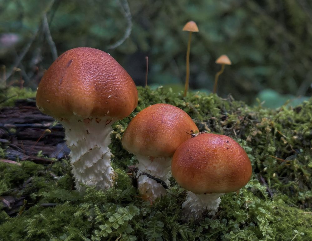 Photograph by Ольга Тимофеева