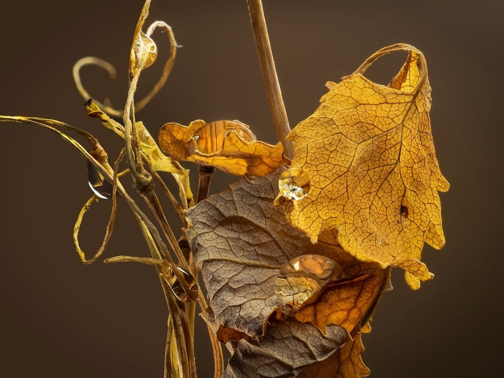 Photograph by Минаева Вера