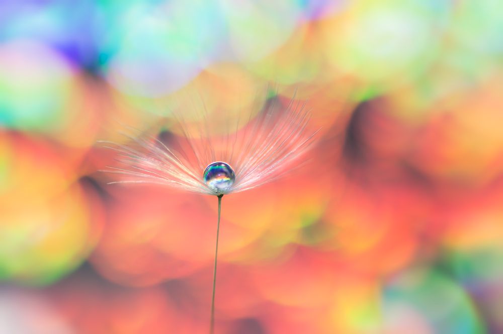 Photograph by Тараненко Анжелика