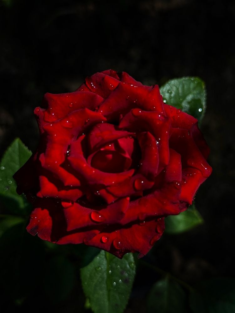 Фотография автора Вера