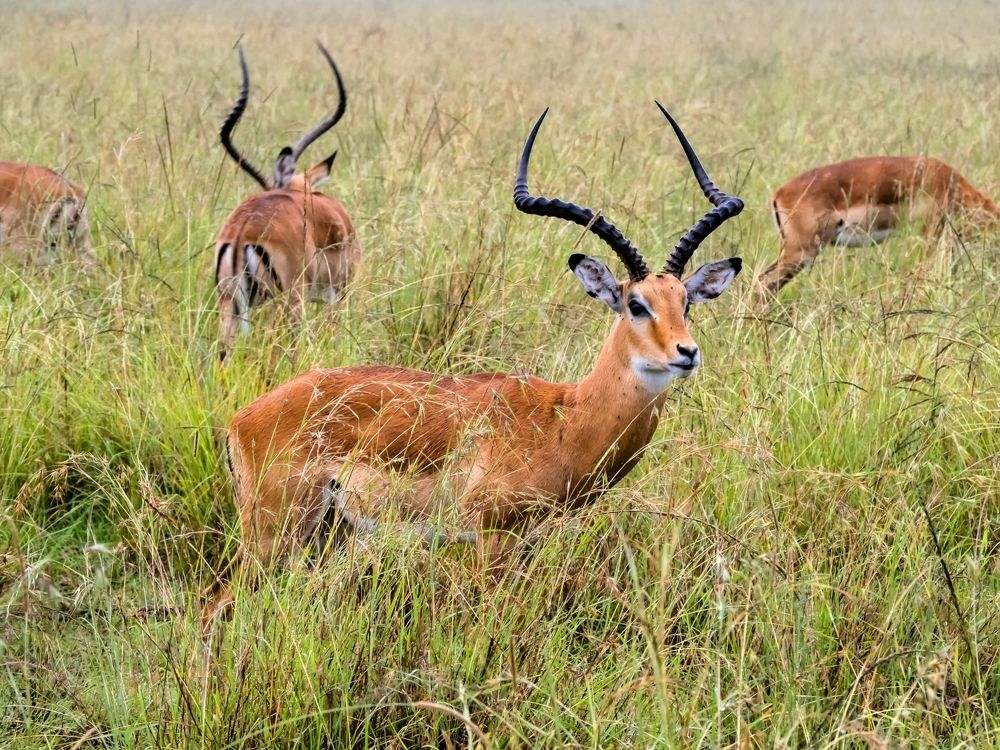 Рогатые в кении
