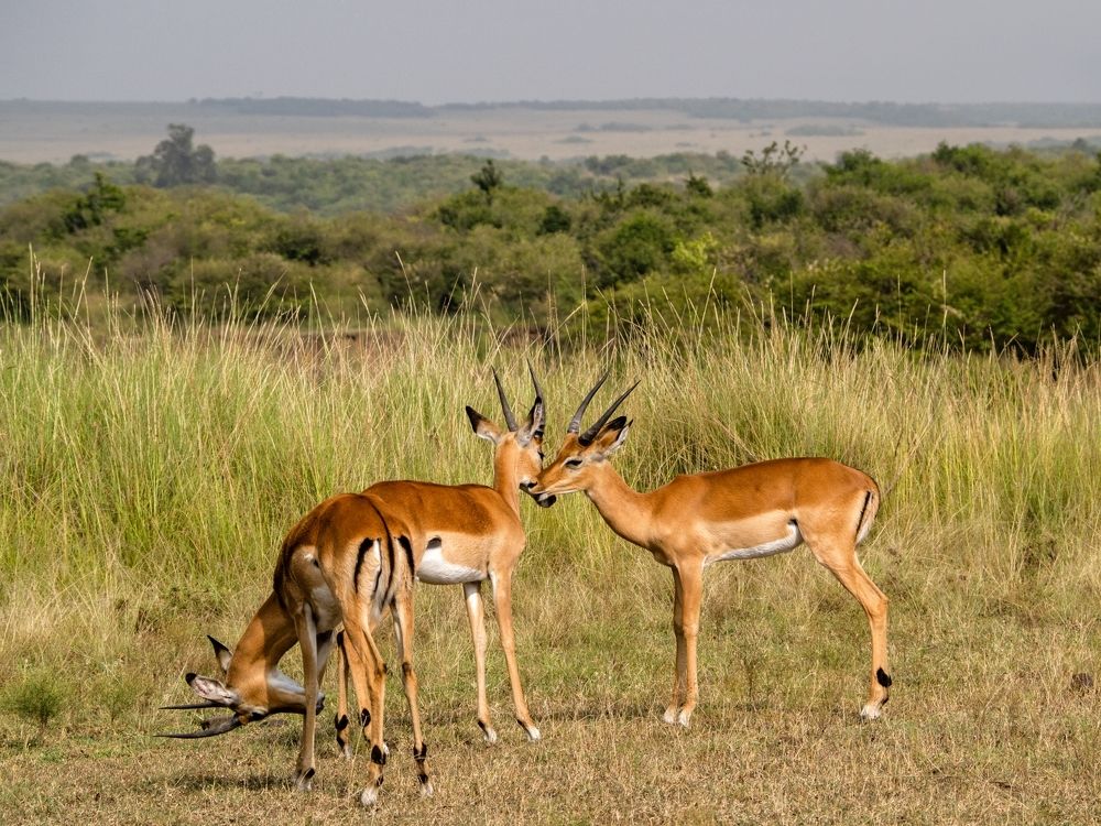 Photograph by Минаева Вера