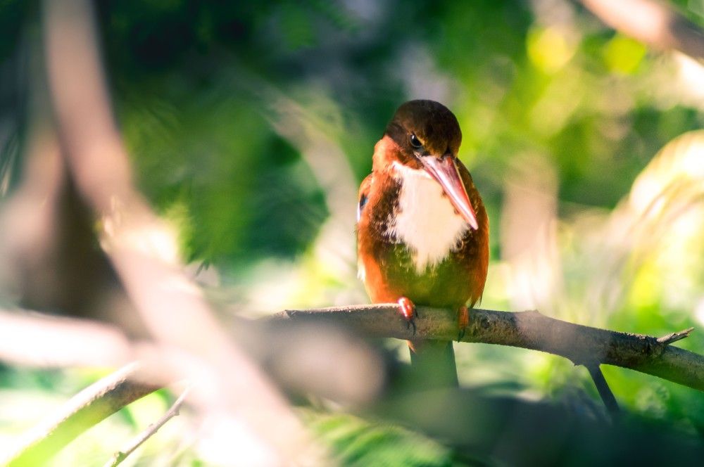 Photograph by Seenu Vasan