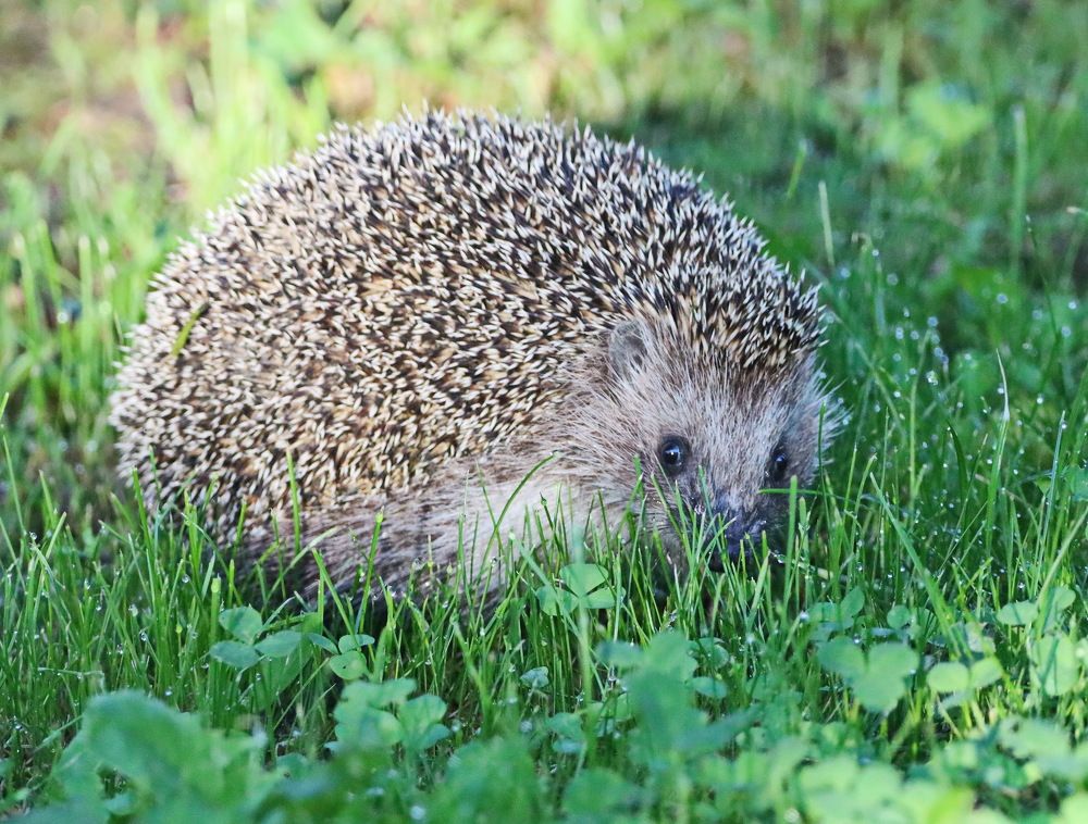 Photograph by Сергей Маслов