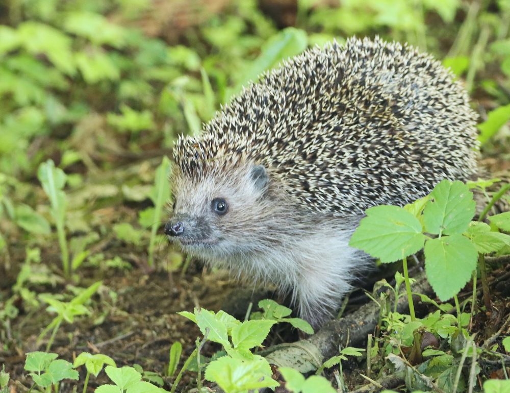 Photograph by Сергей Маслов