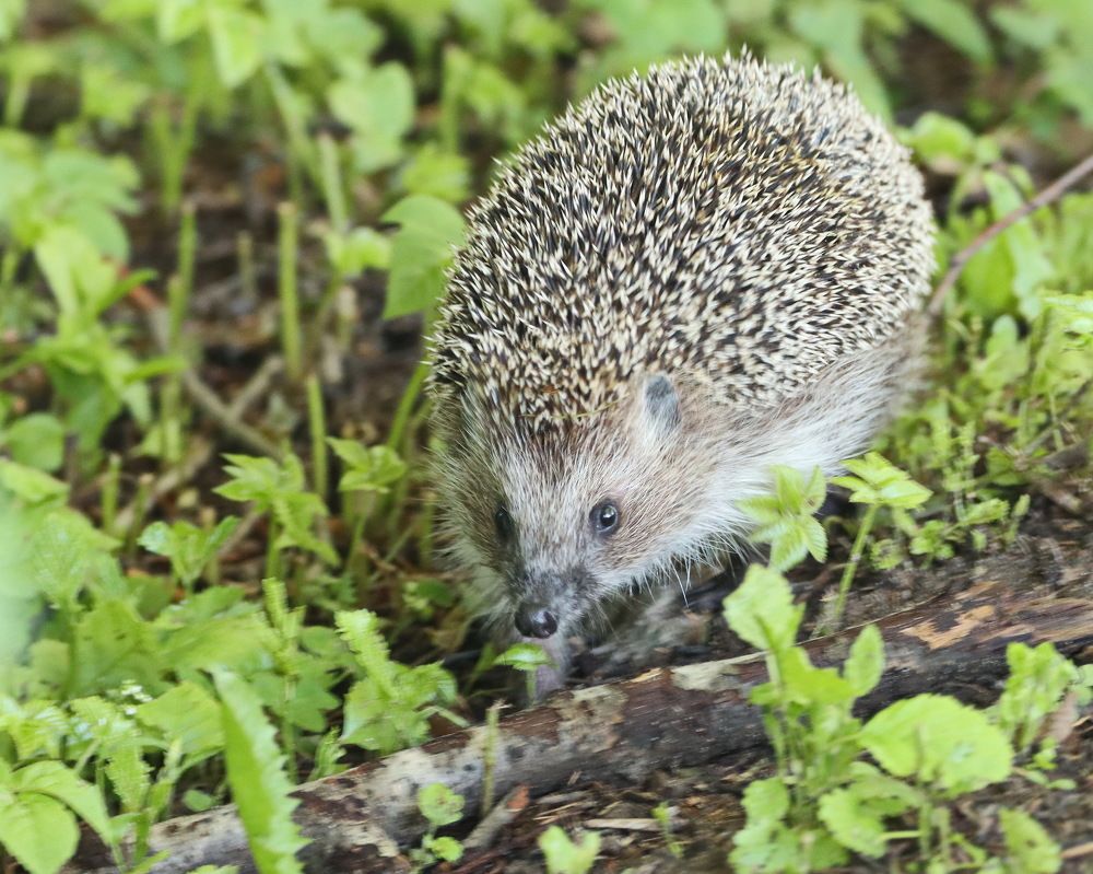 Photograph by Сергей Маслов