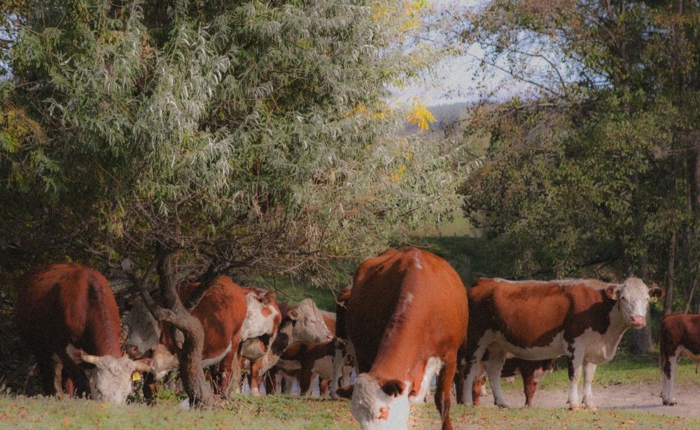 Photograph by Елена Глуховкина