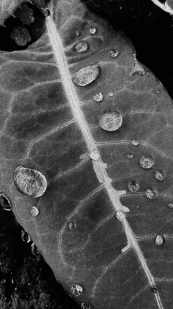 Photograph by Светлана Родионова