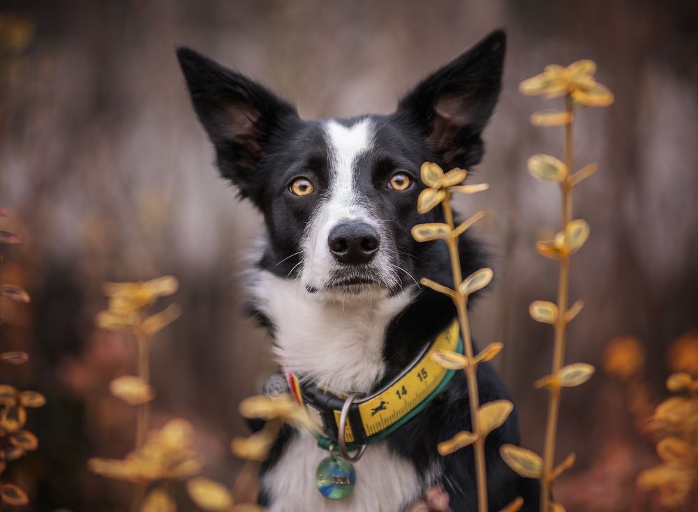 Photograph by Юлия Григорьева
