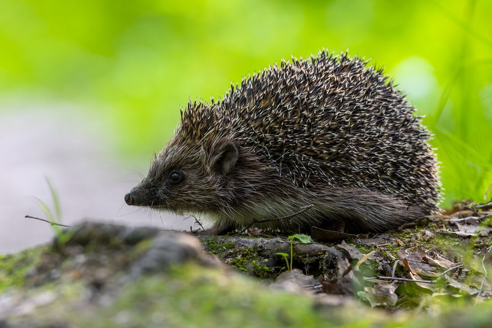 Photograph by Антон Науменко