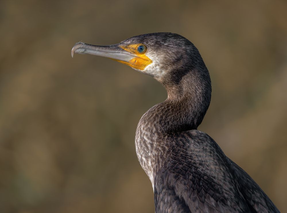 Photograph by Armen  Maitesian