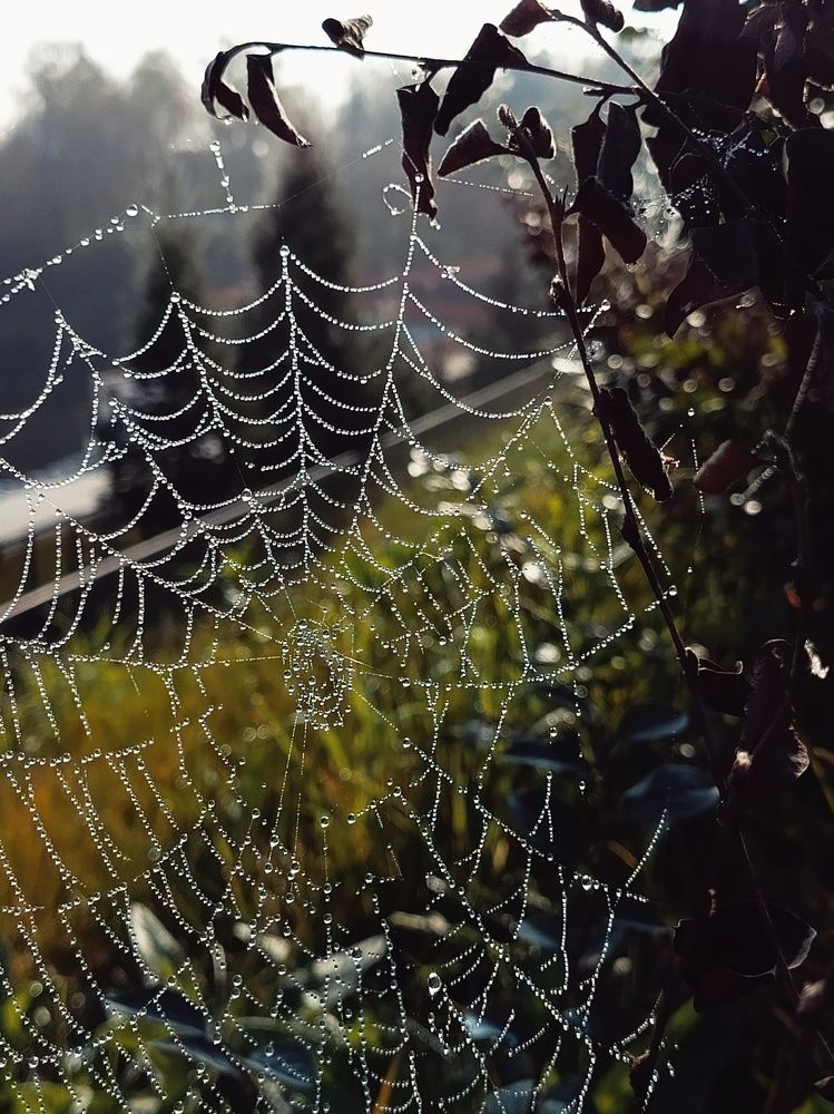Photograph by Александра Ламанова