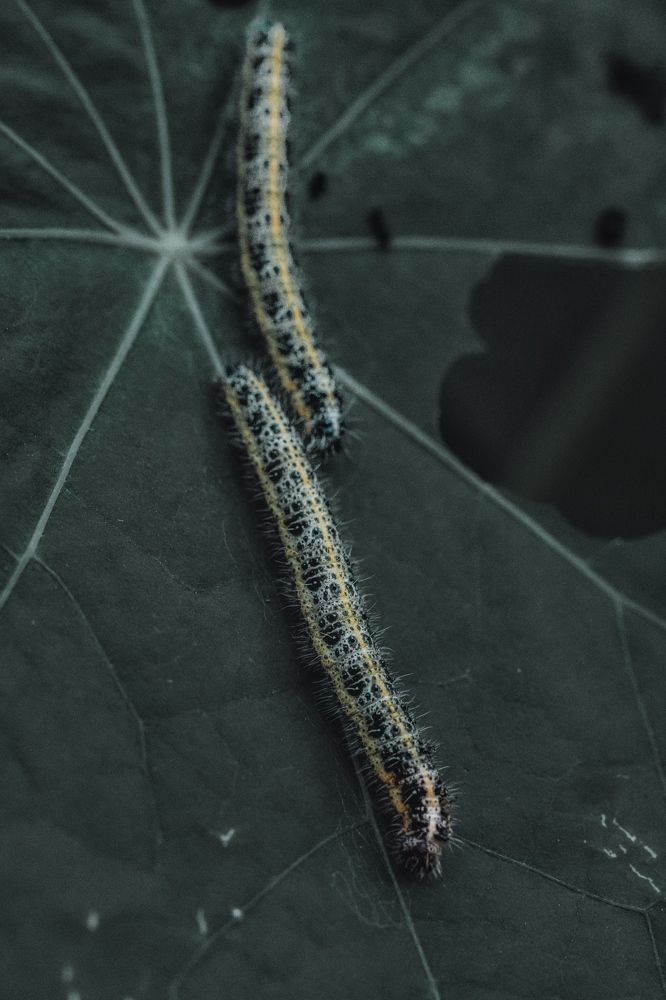 Photograph by Anya Lo