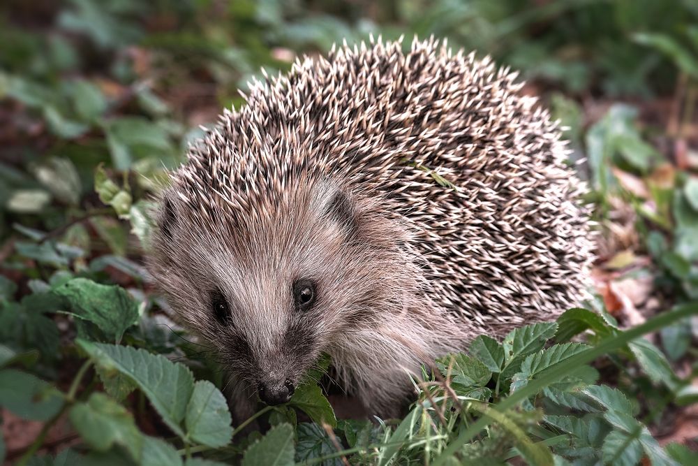 Photograph by Мария Тигунова