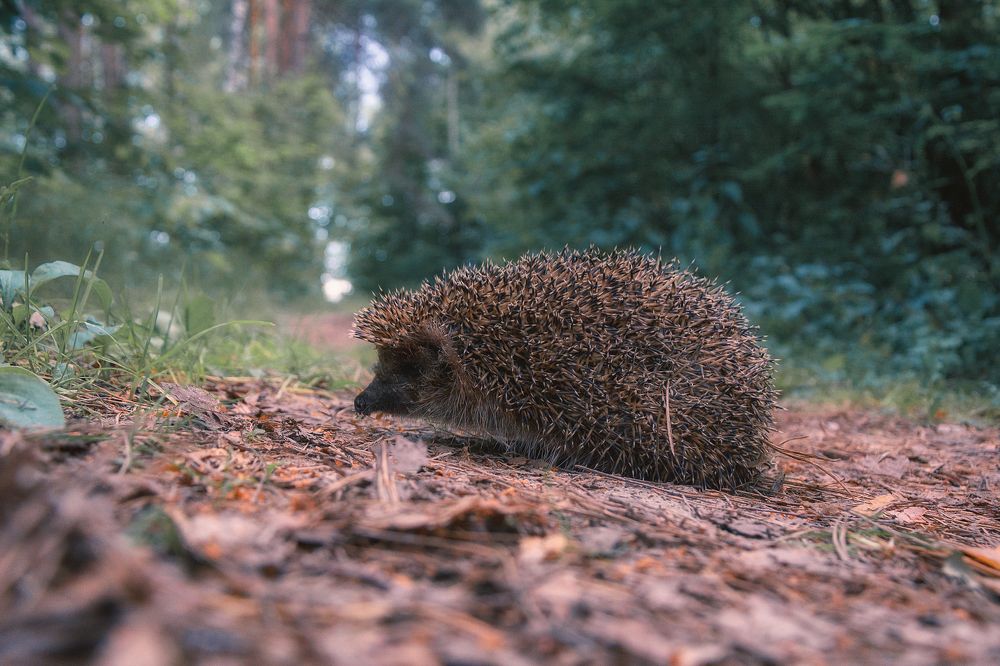 Photograph by Сергей Дишук