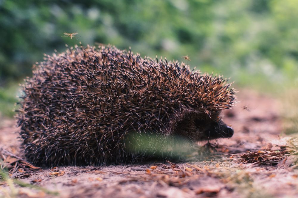 Photograph by Сергей Дишук