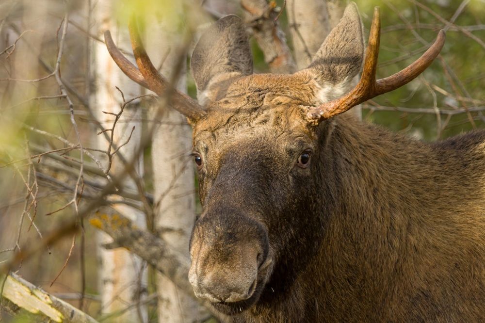 Photograph by Beshenyaga Media