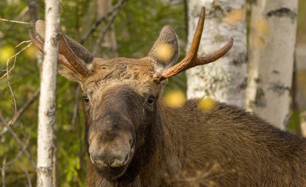 Photograph by Beshenyaga Media