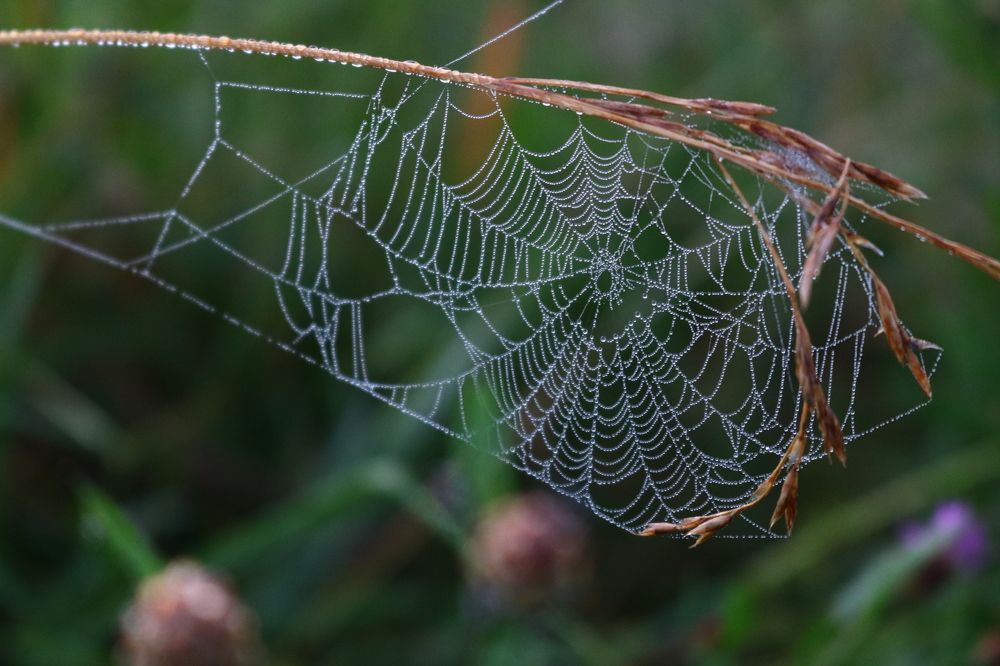 Photograph by Светлана Шуткова