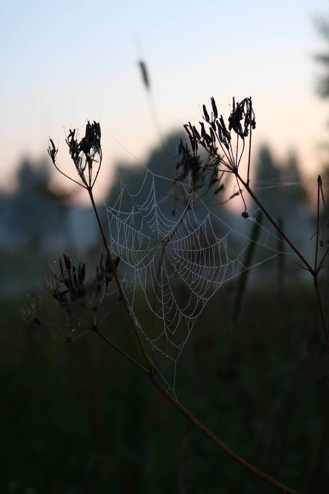 Photograph by Светлана Шуткова