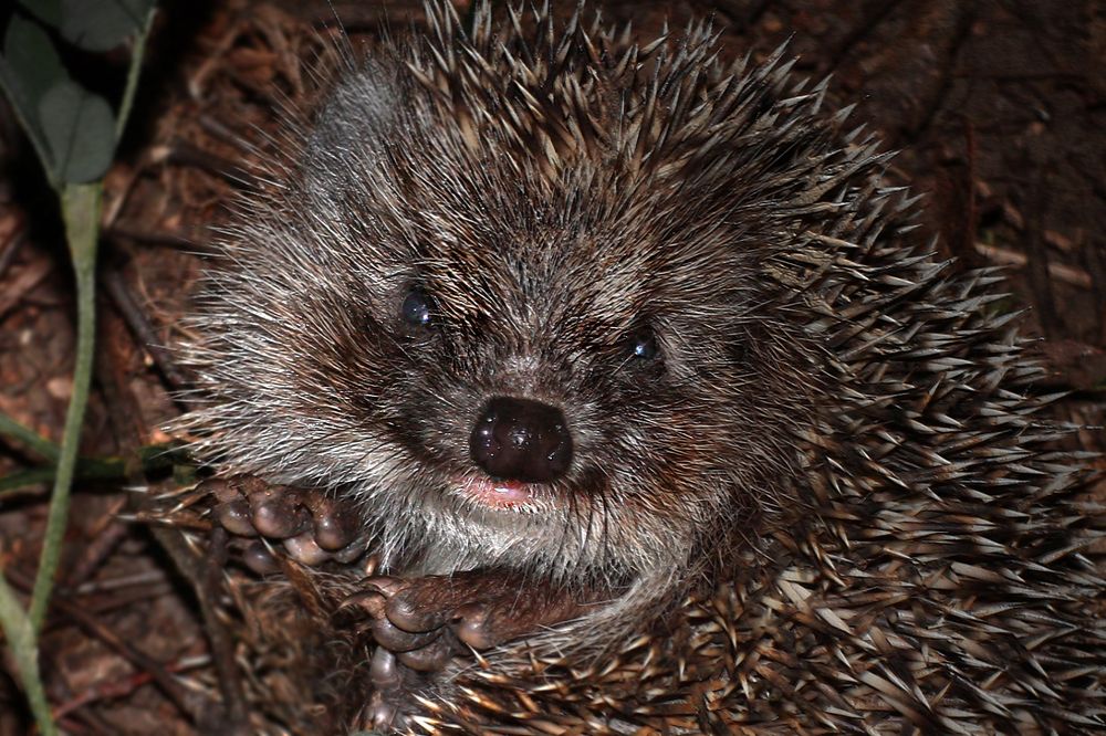 Photograph by Заболотская Ольга